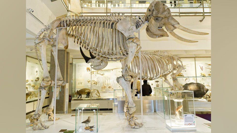 African elephant skeleton sideways on. Behind it can be seen a rhino skeleton. It is in a glass case and many other animal specimens can be seen