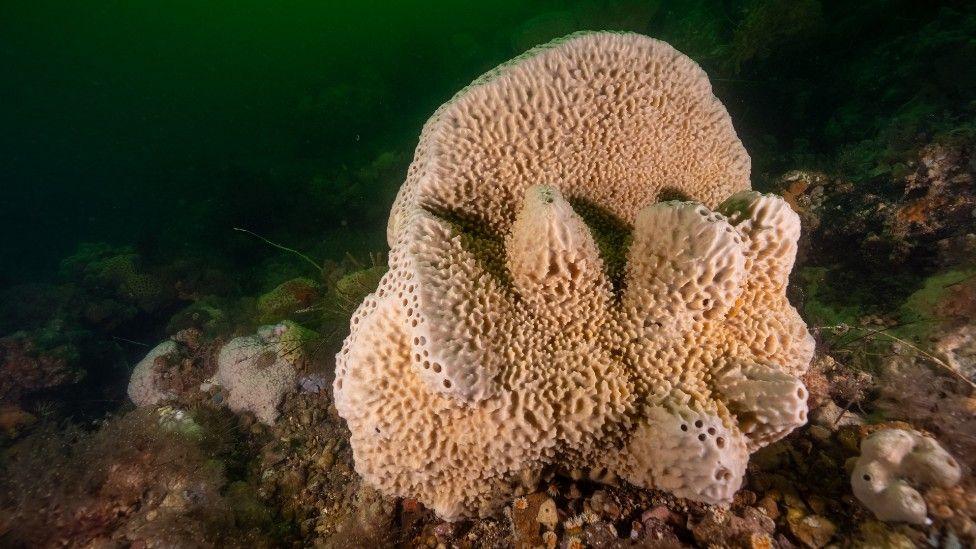 a sea sponge