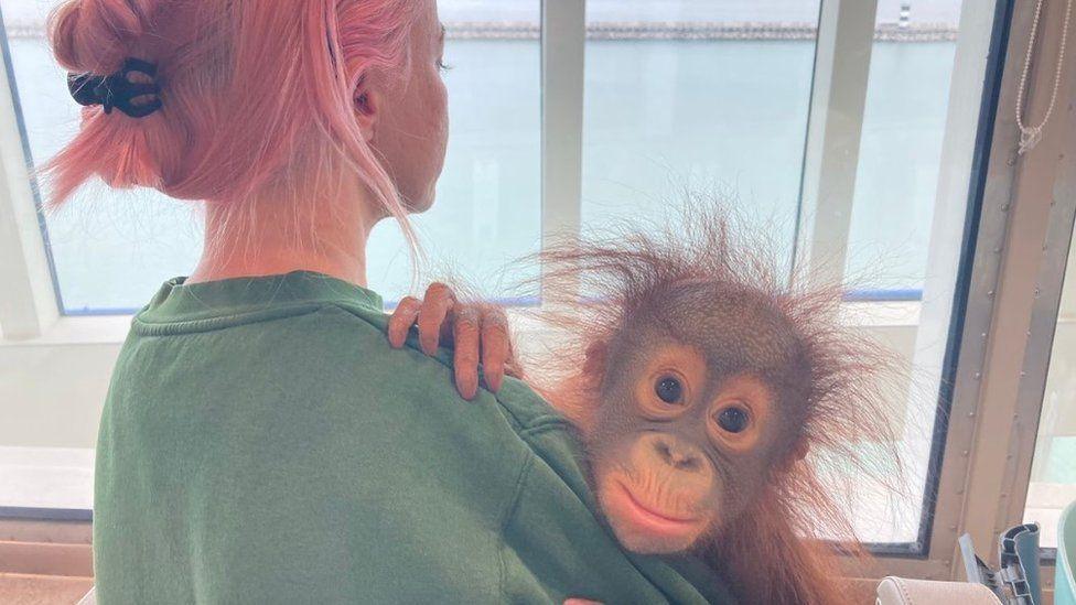 Back of woman with green top and pink hair holding orangutan who is facing the camera - window of ferry can be seen behind.