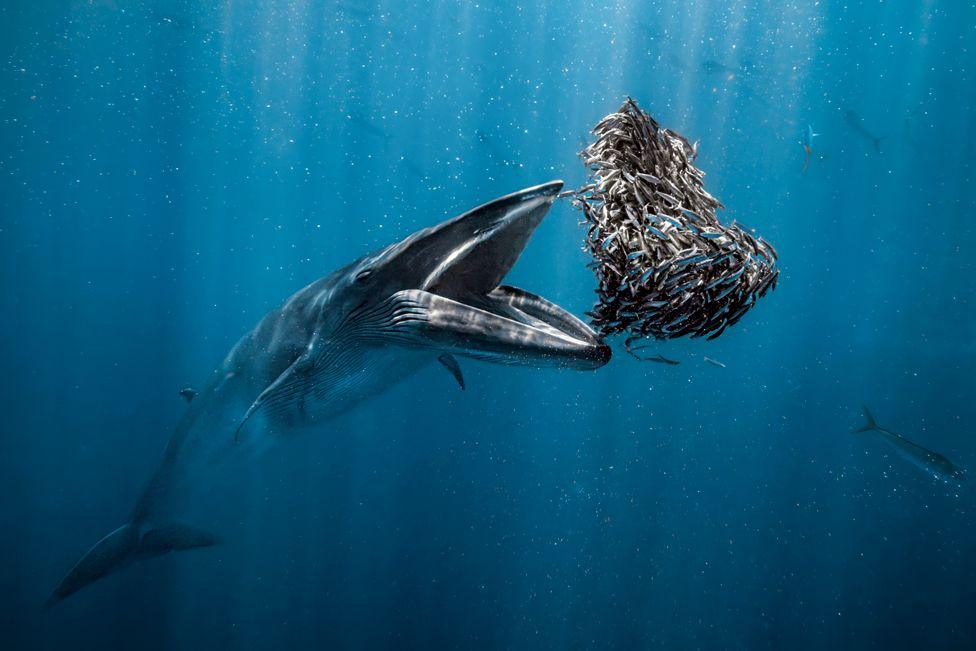 A Bryde’s whale about to consume a bait ball