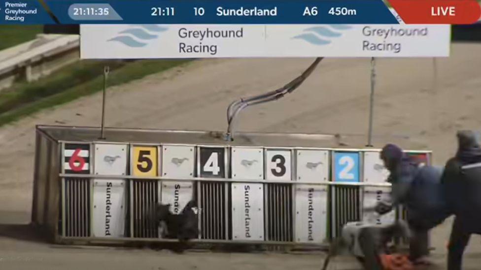 People rushing towards the traps to help. A black dog is stuck and a grey one is running around.