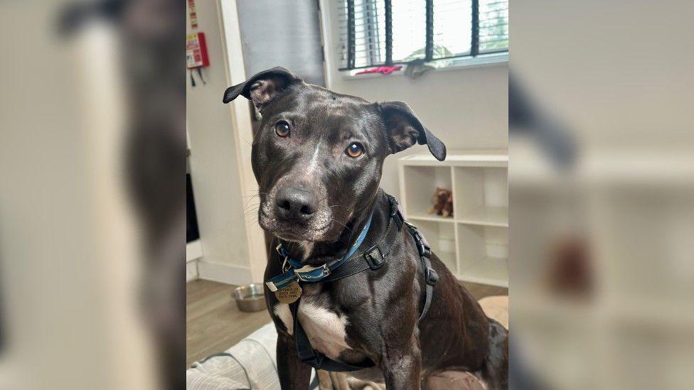 A black lurcher cross dog with a white bib looks at the camera with its head tilted to the side. It is wearing a blue harness.  