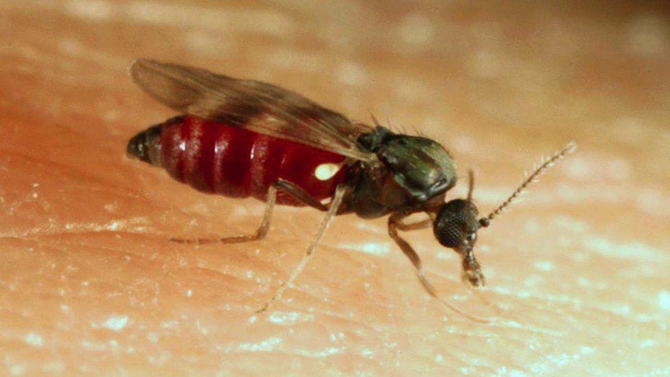 A close up of a culicoides midge resting on human skin - it is a red insect with six legs and wings. 