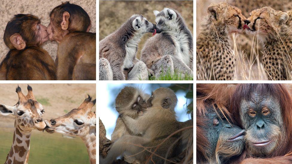 The image is a composite of several different species kissing. Clockwise from top left: two monkeys kissing; two lemurs with their faces touching; two cheetahs appearing to kiss each other on the mouth; an orangutan kissing another on the cheek; two monkeys kissing with their eyes closed and two giraffes appearing to kiss each other on the lips