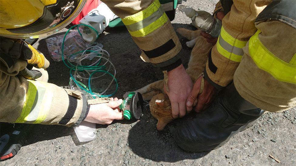 A small ginger cat is held on the ground and is being given oxygen by two uniformed firefighters