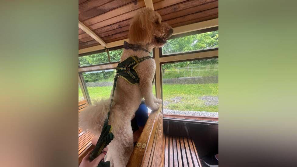 A picture of a dog standing up on a train