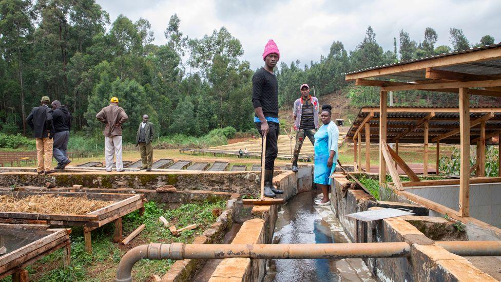 Coffee processors stand near a water channel where they're washing and drying the coffee beans.