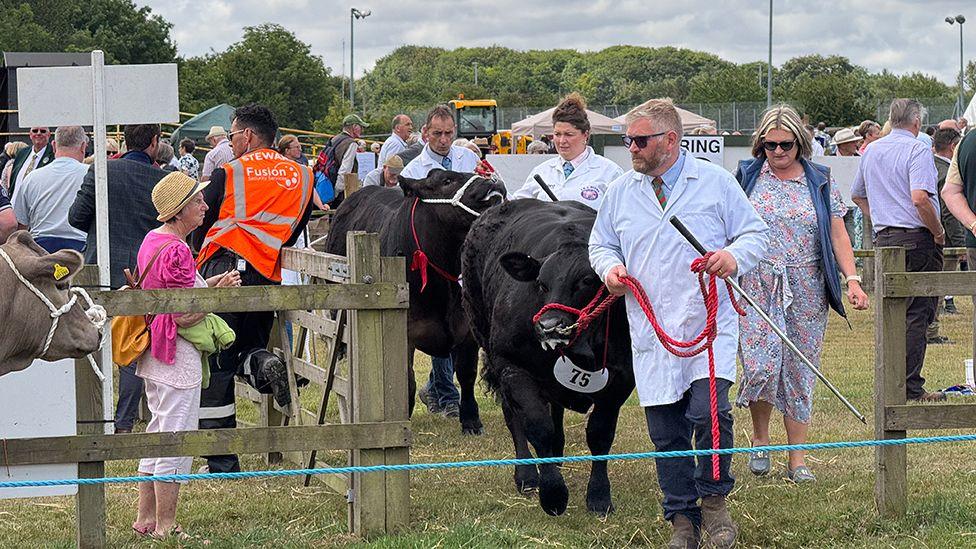 A procession of black cows are are lead into the parade ground watched by the public 