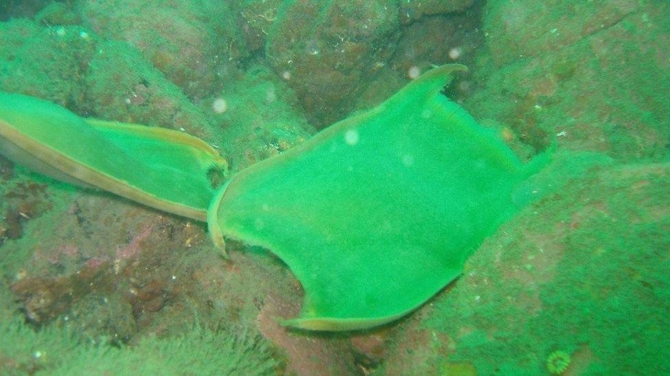 Flapper skate eggs