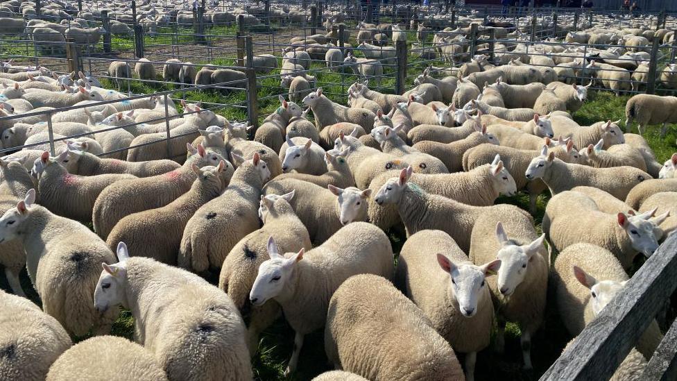 Lambs at Lairg auction mart