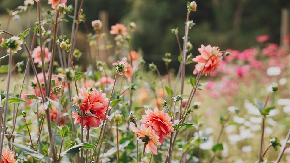 Blodau gwyllt ar y fferm