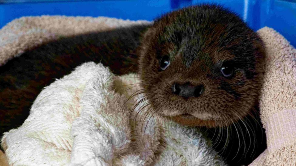 Devon otter charity plans to expand after donation of land - BBC News