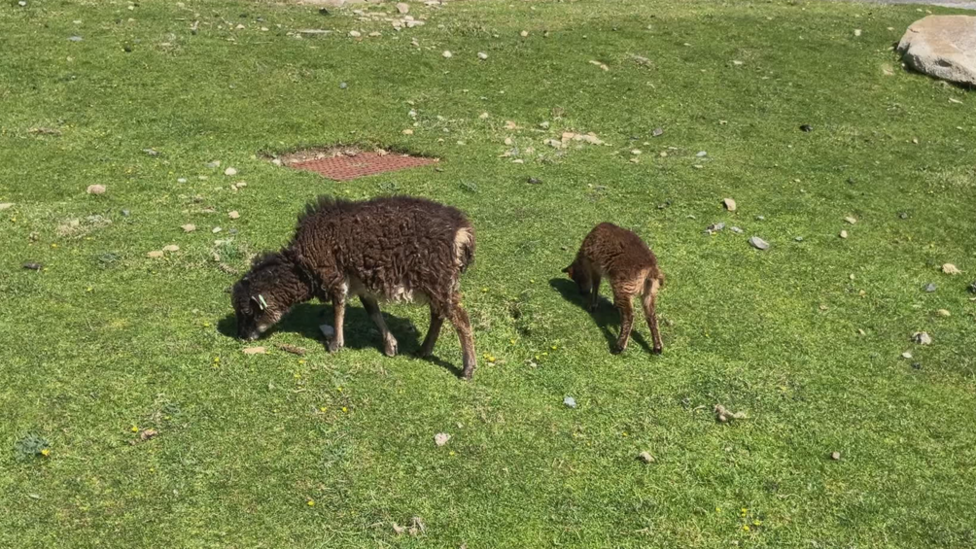 Caora agus uan ann an Hiort