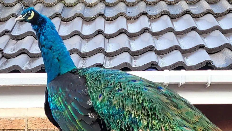 A close-up picture of Dave the peacock with his blue and green feathers