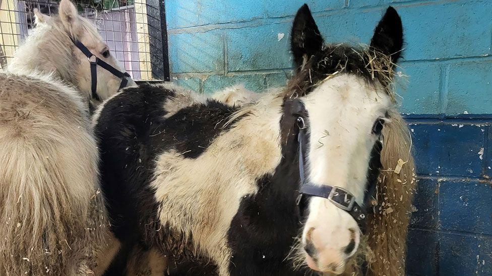 Two foals huddled together in a stable. The one in the middle has black and white markings and has turned its head to look towards the viewer. The one on the far left is white/grey coloured and has its back to the viewer with its head turned towards the right and the back wall