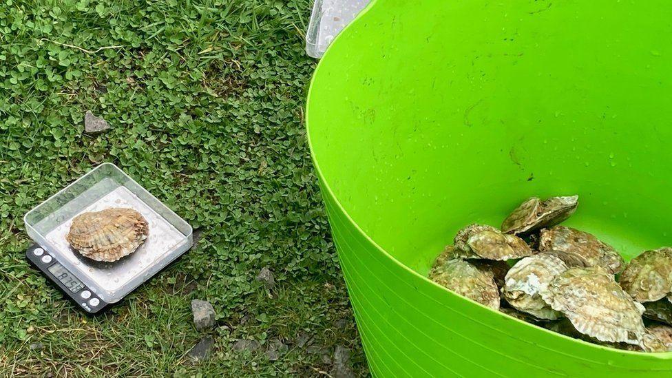 Native oysters on scales and in bucket