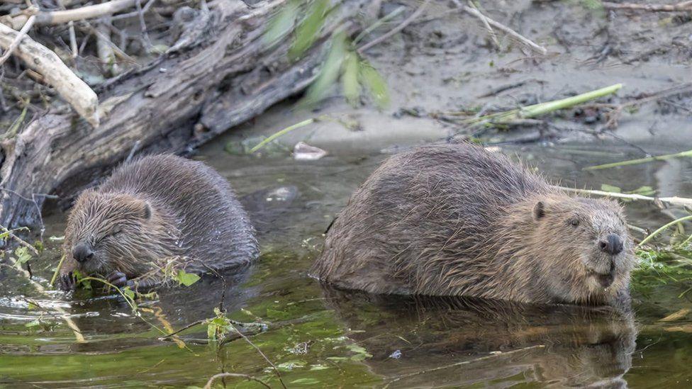 Two beavers in water with tree debris and muddy bank behind - they are eating green plants