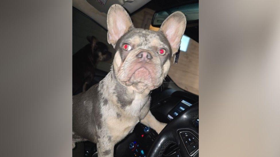 A French bulldog inside Mr Macann's van. The dogs ears are pricked up and is looking at the camera.