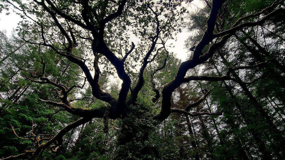 A large oak tree viewed from below. It has a number of sprawling branches spreading out from the central trunk in all directions. Sections of the lighter-coloured sky are visible through the branches.
