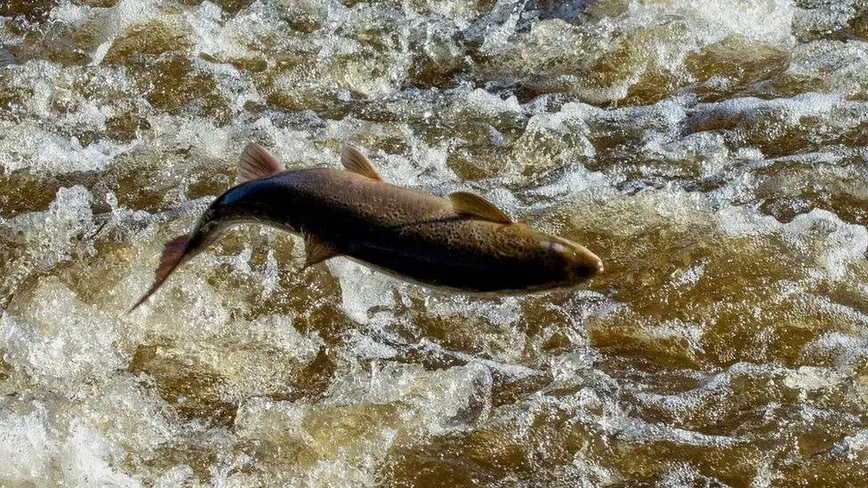 A salmon fish jumping in murky water.
