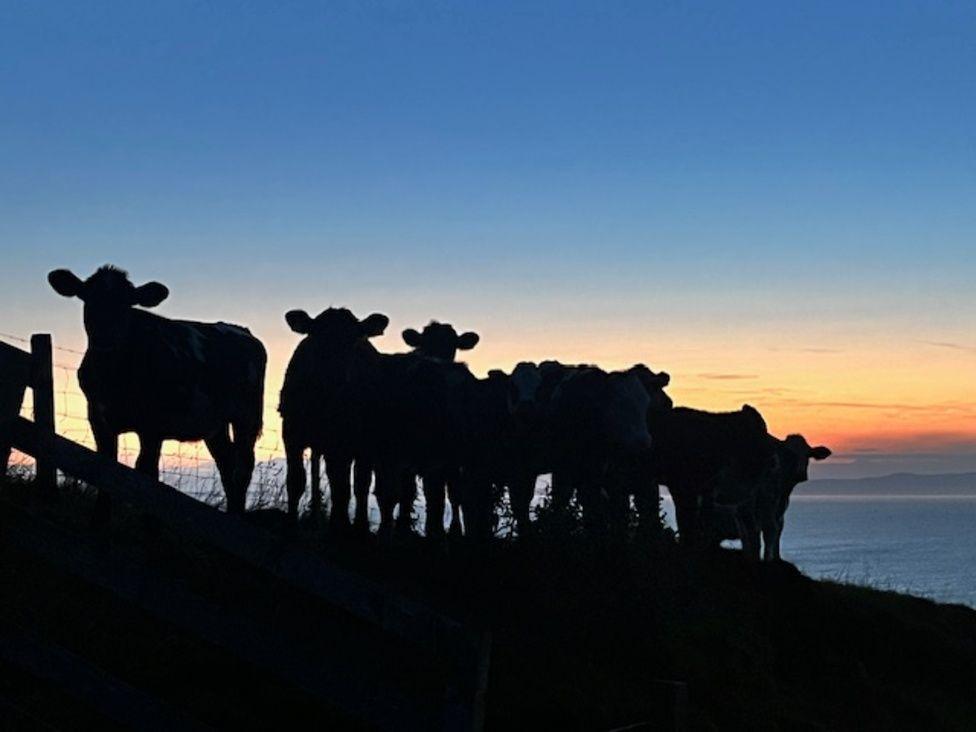 Silhouette of a herd of young cows in Kintyre sunset