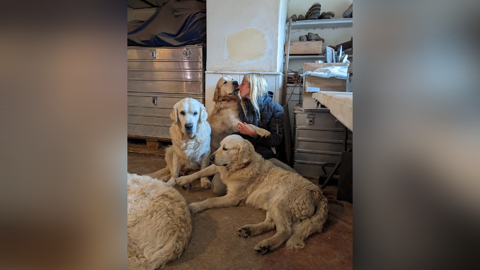 Four golden retriever dogs inside a house. A woman with blonde hair is stroking one of the dogs.