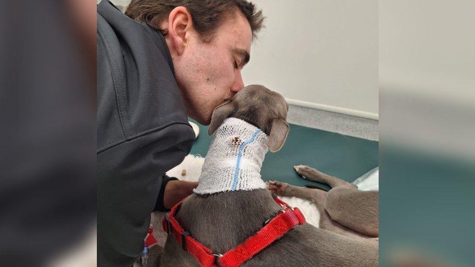 A man with dark hair and wearing a black top kissing a grey whippet dog on the side of the head. The whippet appears to be on a vet table, and is wearing a red harness and has a bandage around her neck.