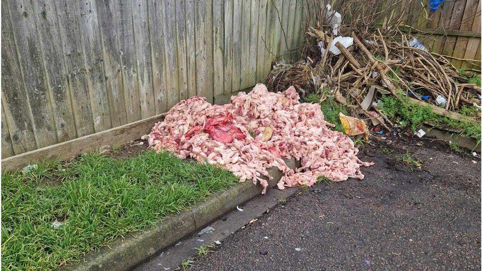 A pile of raw meat heaped onto a verge in Luton. In front of it is a road and behind it is a wooden panelled fence. 