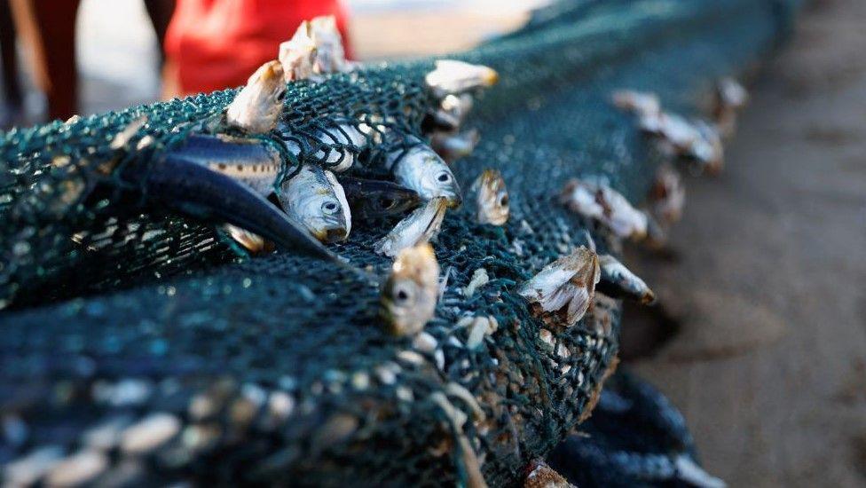 A view of fish caught in a net during the sardine run in Scottburgh, South Africa on June 12.