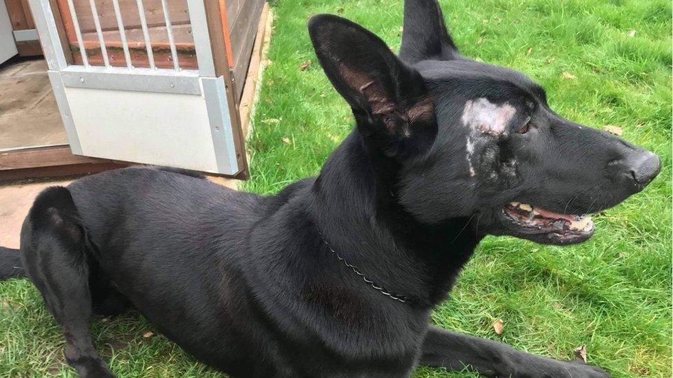 A dog lies on a lawn. The dog has black fur and an injury above its right eye.