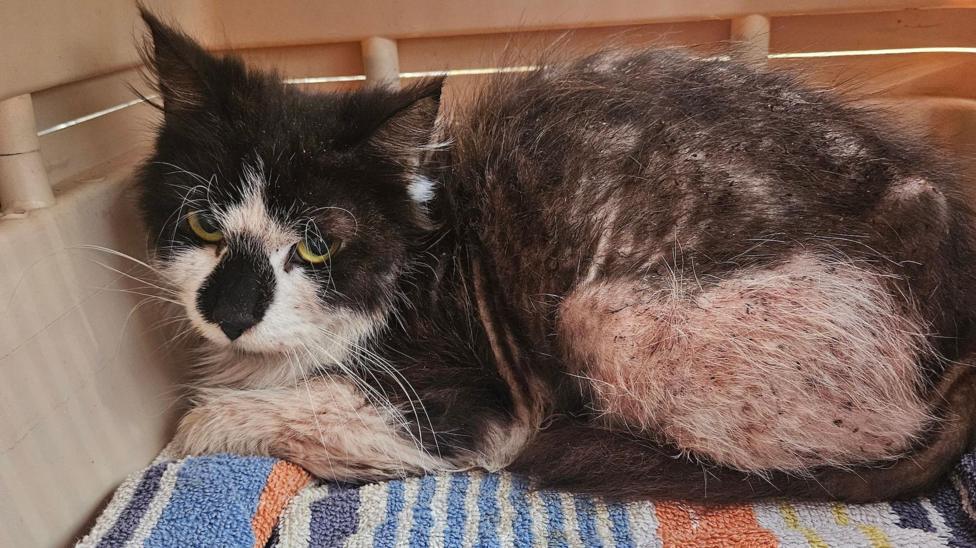 Stray cat with 'worst case of fleas' on mend in Cambridgeshire - BBC News