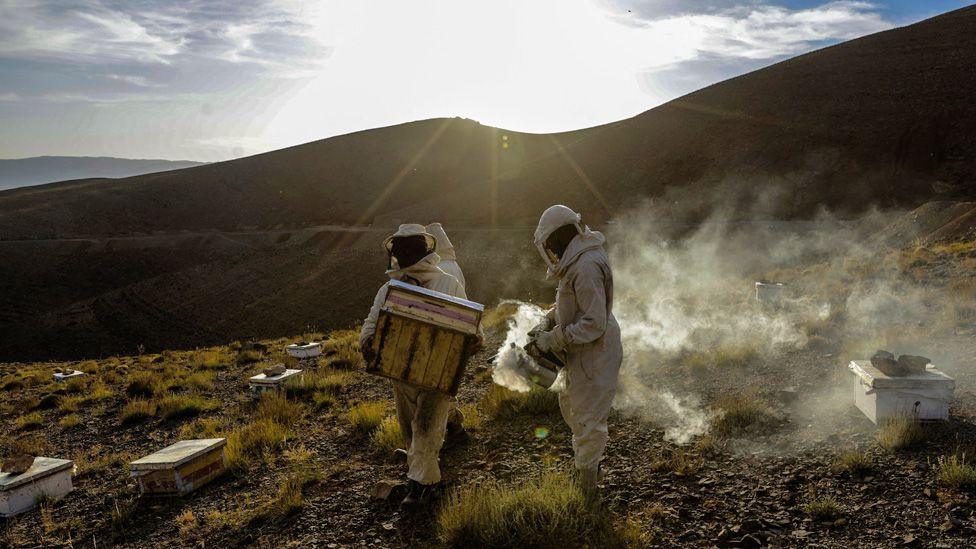 A beekeeper carries a hive as another holds a smoke pot on a slope with tufts of grass of Morocco's Atlas Mountains - Friday 29 August 2025/