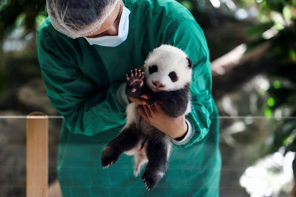 A zoo keeper dressed in green medical  scrubs, hair net and a face mask holds a two-month-old giant panda cub at an enclosure. the panda has one paw raised in a position that resembles a wave.  Berlin, Germany, October 15, 2024. 