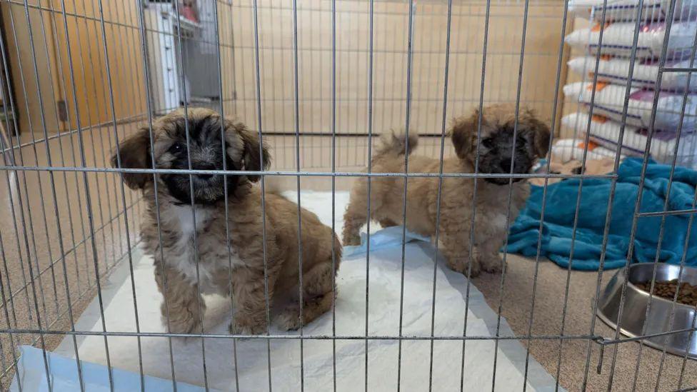 Two puppies in a cage. They are brown and fluffy and looking directly at the camera