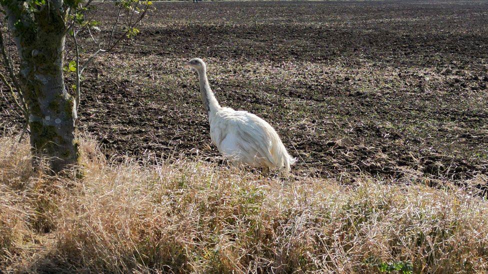 A white rhea a tall ostrich like bird against a brown ploughed field with dried-out grass area in front