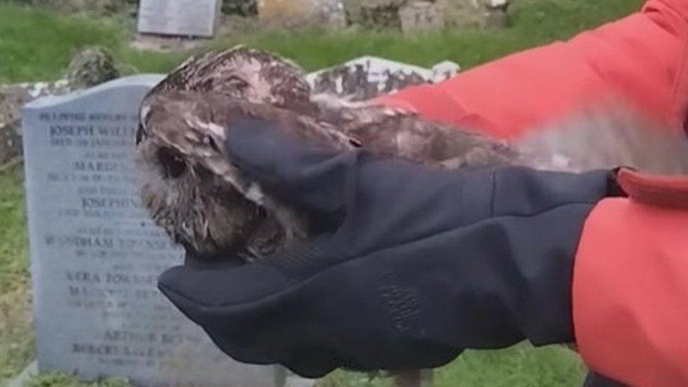 Black gloved hands holding a small, brown owl with church headstones are in the background.