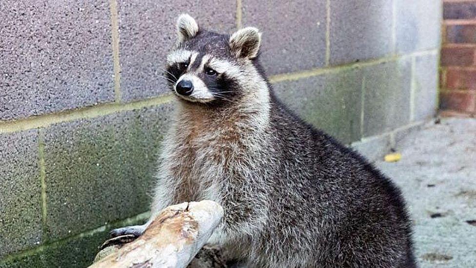 A racoon, with its front paws on a piece of wood. It is looking forward. The ground is concrete and the wall is concrete brick. 