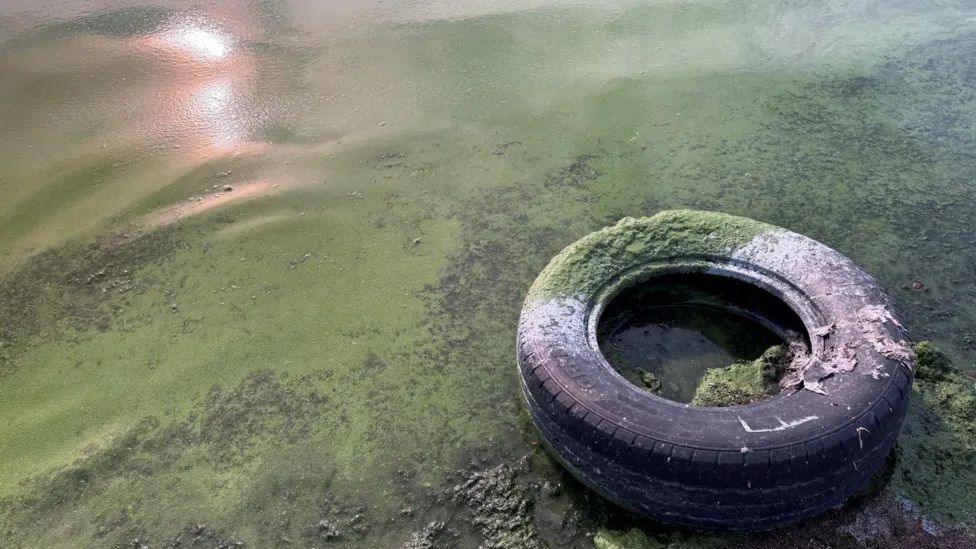 Blue Green algae on a tyre at Lough Neagh