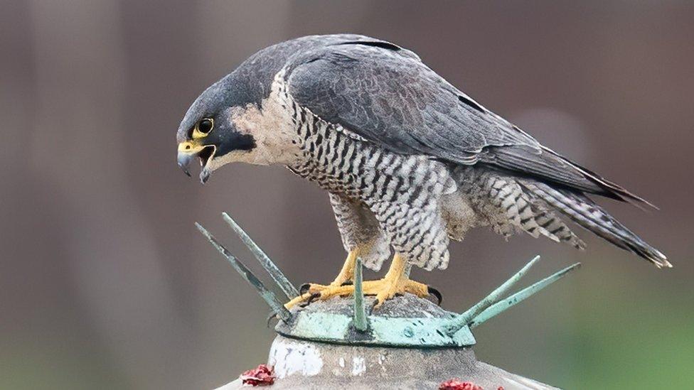 The female peregrine