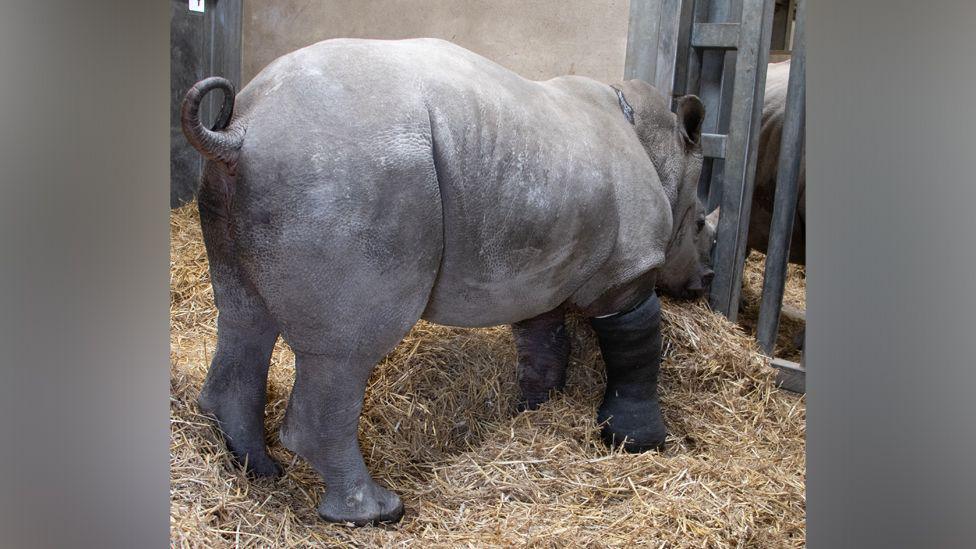 Rhino standing wearing a cast on front right leg