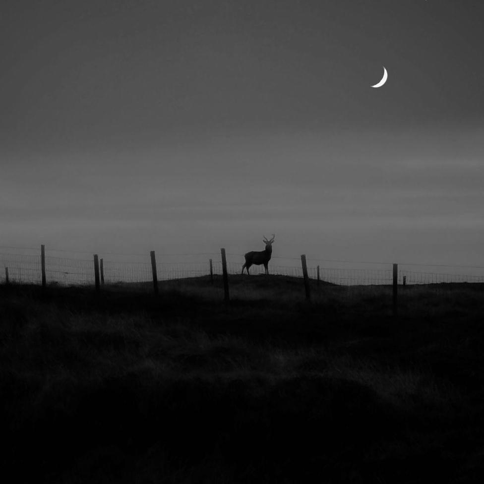 A black and white image showing the silhouette of a stag in the distance and a crescent moon in the sky.