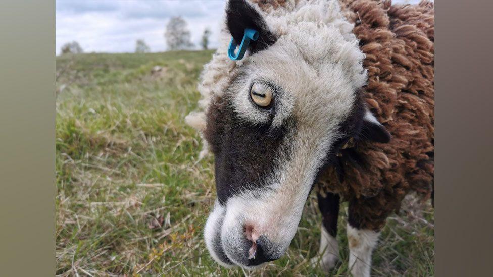 A close-up of a cream and black sheep, called Wonky,in a field, Barnack