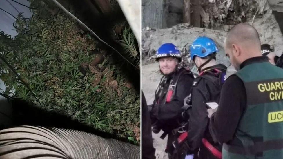 Composite image showing cannabis plants next to an image of police officer sand Guardia Civil officers. Two of the officers are wearing blue helmets and black overalls. The third is wearing a green jacket with "Guardia Civil" written on the back in yellow letters.