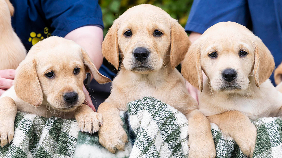 close up of three cute puppies