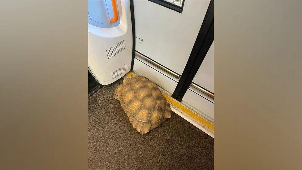 a tortoise on a train. 