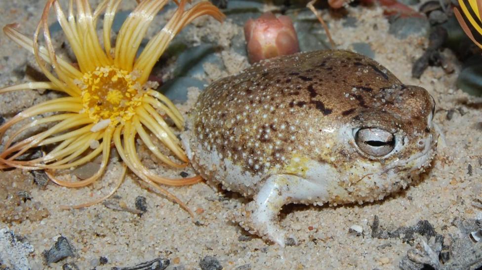 Viral squeaky frog now at risk of extinction
