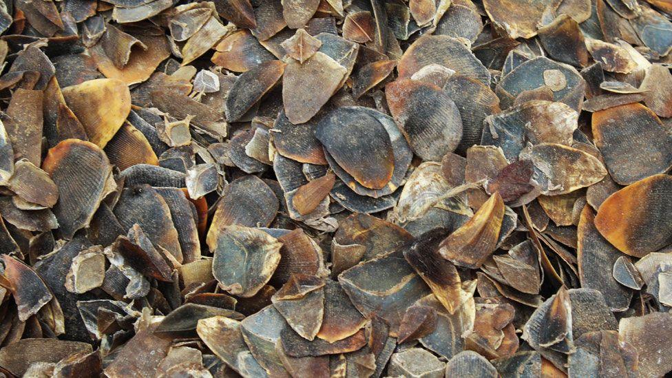 A pile of pangolin scales, looking like dried leaves. Some are ridged side u, others show their smoother underside. They range in colour from golden brown to dark grey