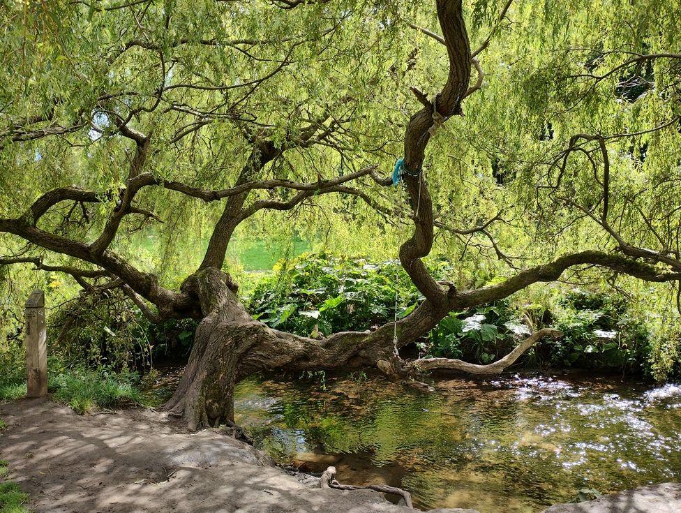 Gnarled old branches on a tree in Figgate Park, Edinburgh