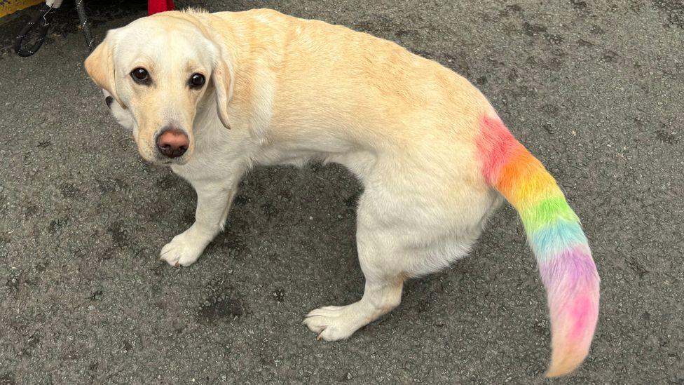 A blonde-coloured dog with a rainbow-dyed tail 