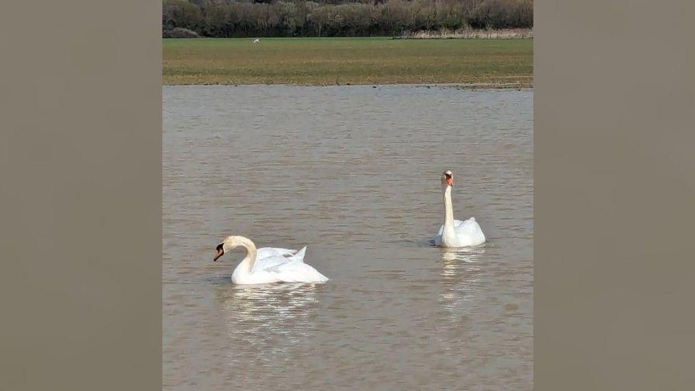 Swans in a field